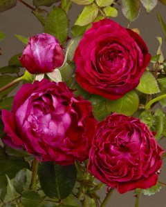 KATHERINE (hybrid tea)